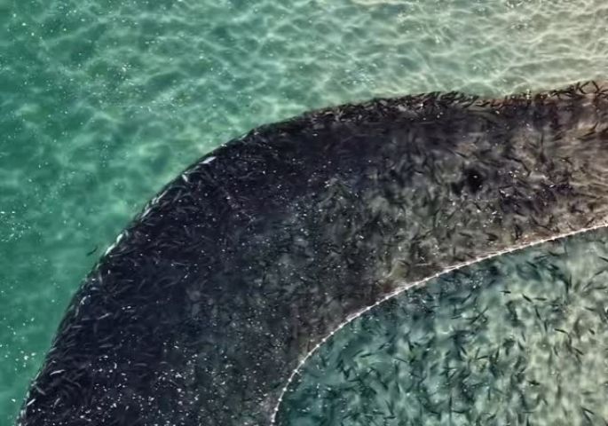 (VÍDEO) Milhares de tainhas formam mancha escura no mar e impressionam pescadores em Garopaba