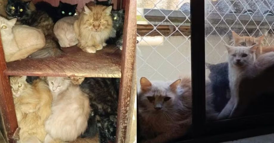Mais de 400 gatos debilitados e doentes são achados vivendo em apartamento em SC