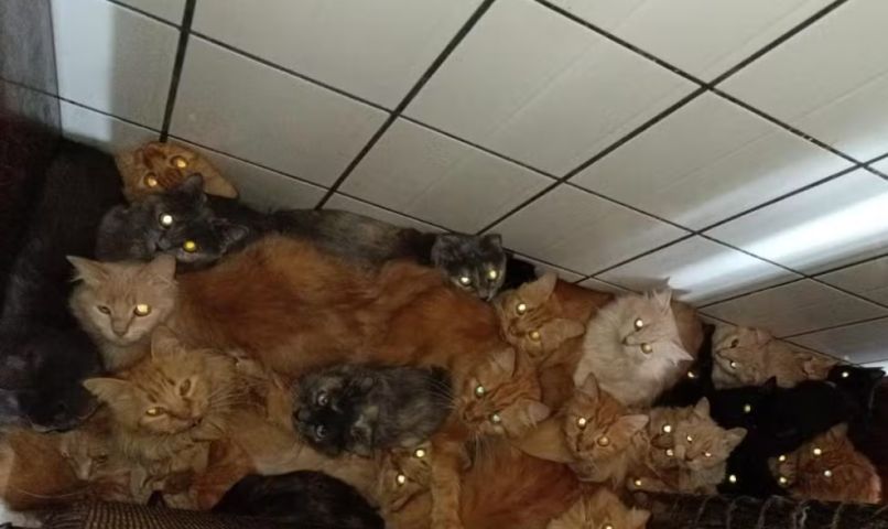 Dona de apartamento com 400 gatos em SC tinha casal de felinos que se reproduziu 'sem controle' ao longo de 10 anos