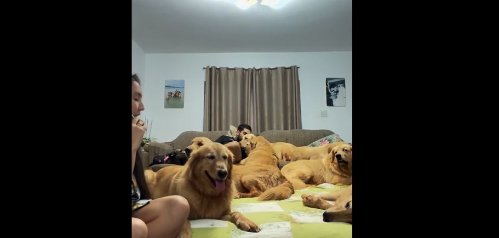'Palavras mágicas' fazem cães entrarem em modo animação e vídeo viraliza