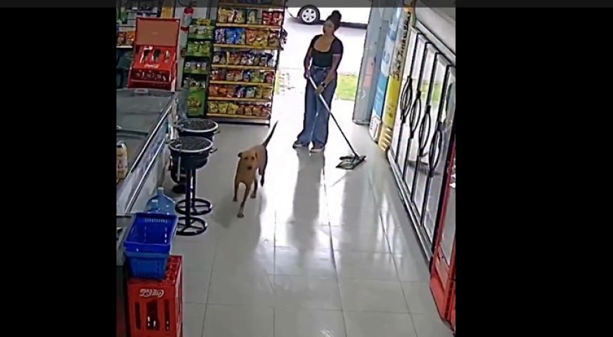 (Vídeo) Caramelo 'CLT' de São José viraliza nas redes após vídeo divertido em conveniência