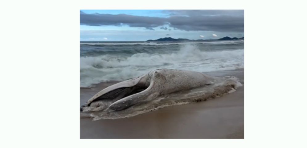 (Vídeo) Baleia é encontrada morta entre Garopaba e Guarda do Embaú; SC registra novos encalhes