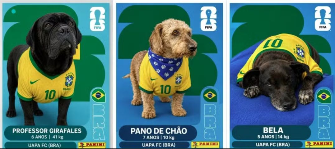 Em SC: Cães para adoção vestem camisa do Brasil e viram figurinhas da Copa do Mundo