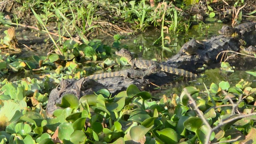 (Vídeo) Mamãe jacaré é avistada com filhotinhos nas costas em fazenda de Capivari de Baixo; assista