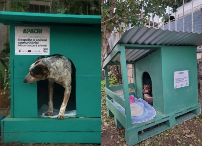 Detentos constroem casinhas para proteger cães de rua do frio em Criciúma