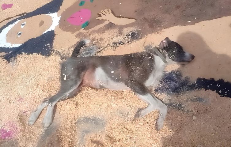 (Vídeo) Cães tiram cochilo sobre tapete de Corpus Christi e viralizam nas redes sociais