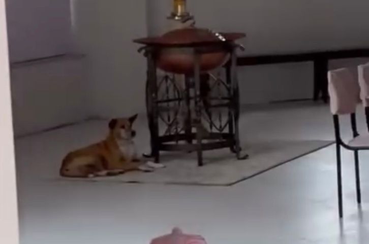 Caramelo já se sente em casa no futuro Santuário de Santa Teresinha