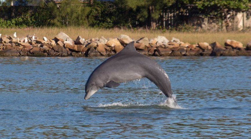 (Vídeo) Que espetáculo: boto dá piruetas na água e encanta moradores em Laguna