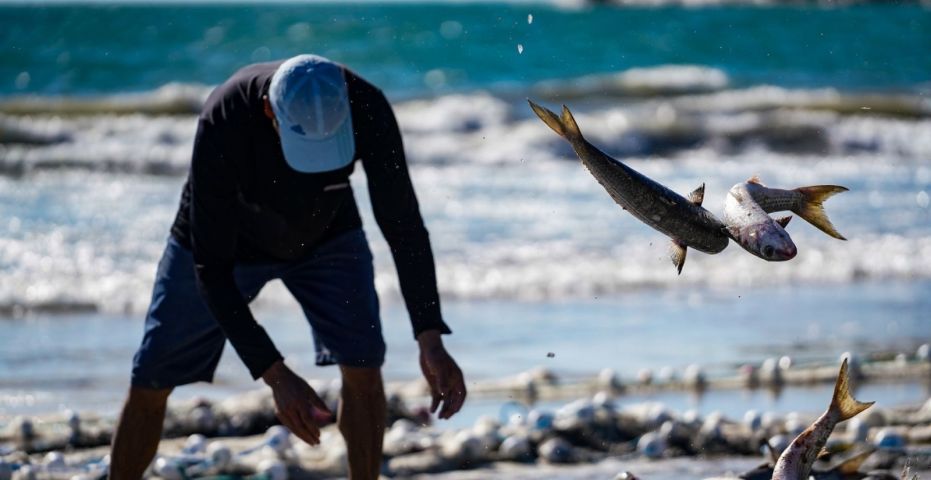 Governo de SC aciona a Justiça para tentar derrubar suspensão da pesca da tainha