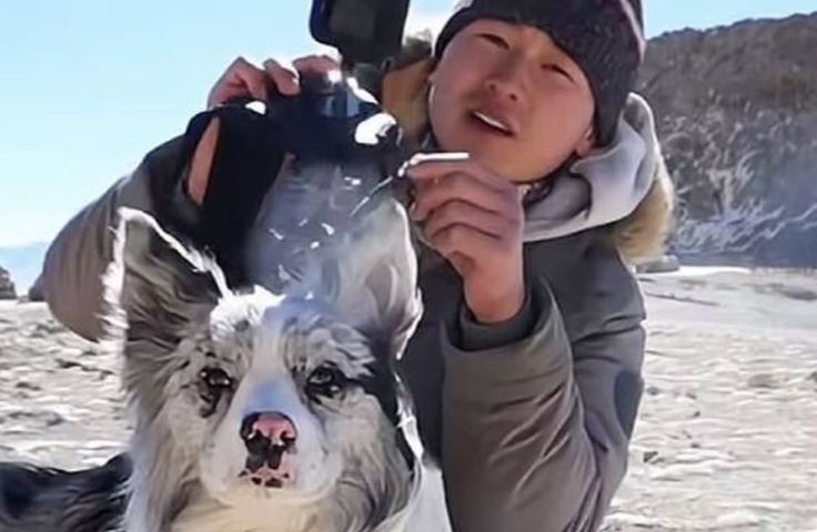 Cão com milhares de seguidores nas redes sociais é raptado, morto e tem sua carne consumida na China