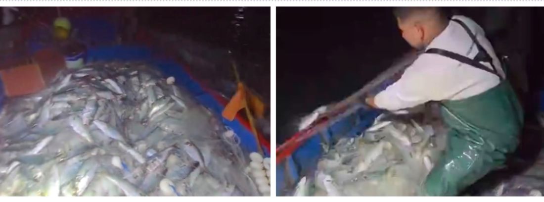 Vídeo mostra grande quantidade de anchovas capturadas próximo ao Porto de Imbituba