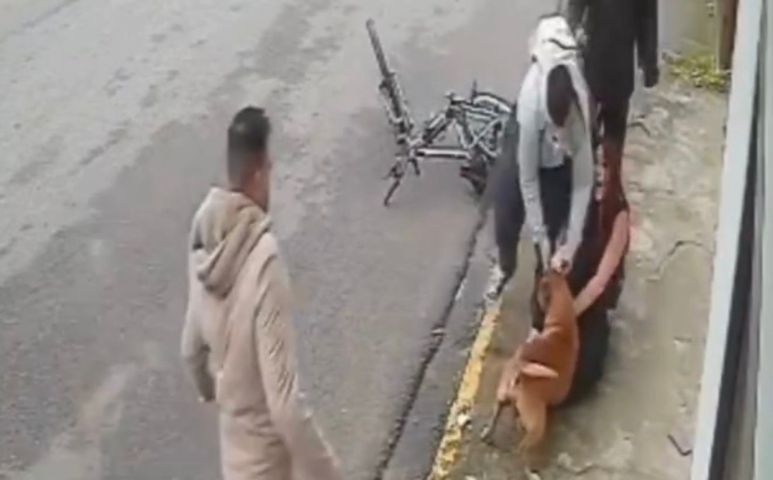 ATUALIZAÇÃO: pitbull que atacou jovem em Imbituba foi recolhido pela Prefeitura; VÍDEO