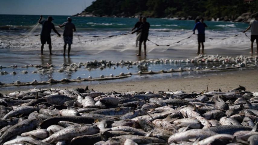 Pesca da tainha por arrasto de praia segue suspensa no Litoral Sul