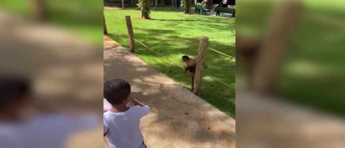 Macaco rouba pipoca de criança em zoológico e vídeo diverte internautas