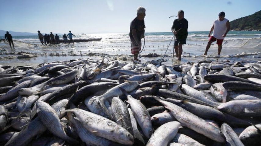 Governo Lula recua e libera retomada da pesca da tainha após pressão do setor