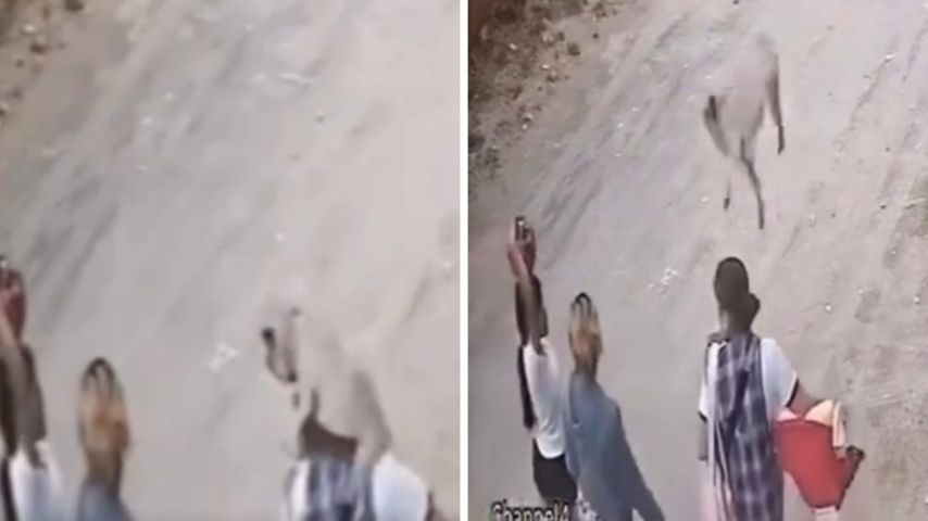 VÍDEO: Pug se desequilibra de sacada e cai em cima de cabeça de mulher