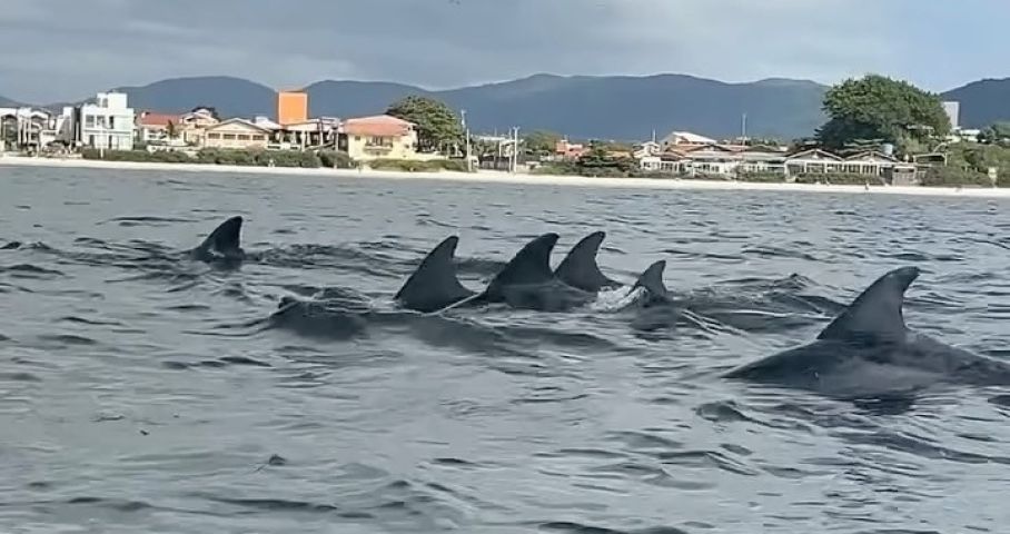 Golfinhos cercam banhista e cena encanta em Florianópolis; VÍDEO