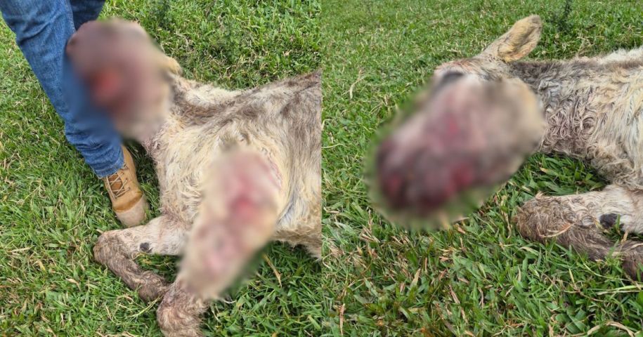 VÍDEO: Jumento de estimação é morto em ataque de pitbulls na Grande Florianópolis