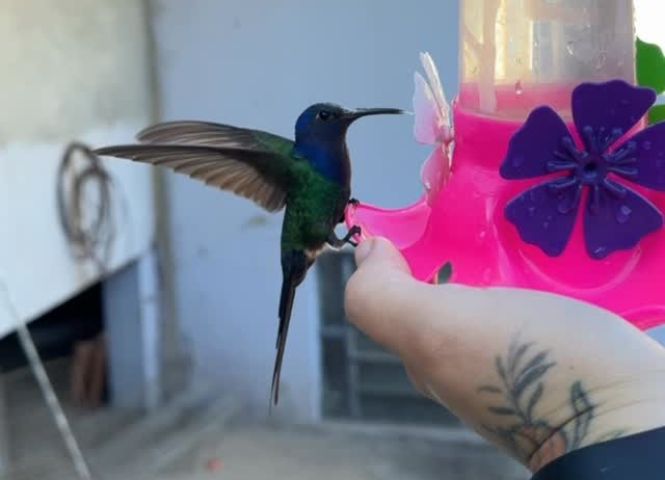 Beija-flor visita cozinha de mulher em Goiânia e vídeo emociona milhões nas redes sociais; VÍDEO