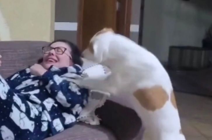 (Vídeo) Cachorro Bob viraliza ao insistir para assistir à sua série favorita