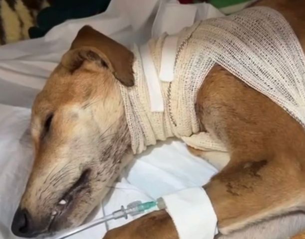 (Vídeo) Cadela é encontrada com ferimento necrosado e infestação de larvas em meio ao lixo em Tubarão