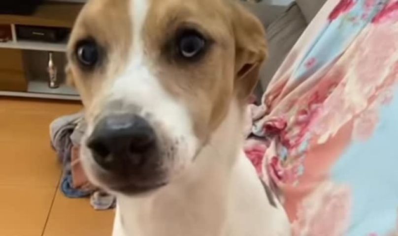 Cachorrinha rasga sofá e tenta esconder a bagunça da tutora; VÍDEO