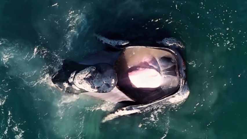 Vídeo impressionante mostra baleia-franca nadando com a boca aberta em Garopaba