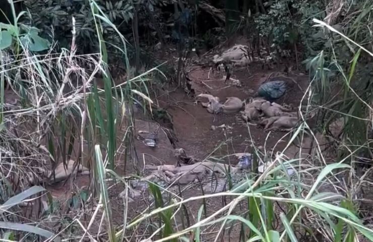 (VÍDEO) Descoberta de animais mortos e ossadas levanta suspeita de descarte irregular entre Braço do Norte e Armazém