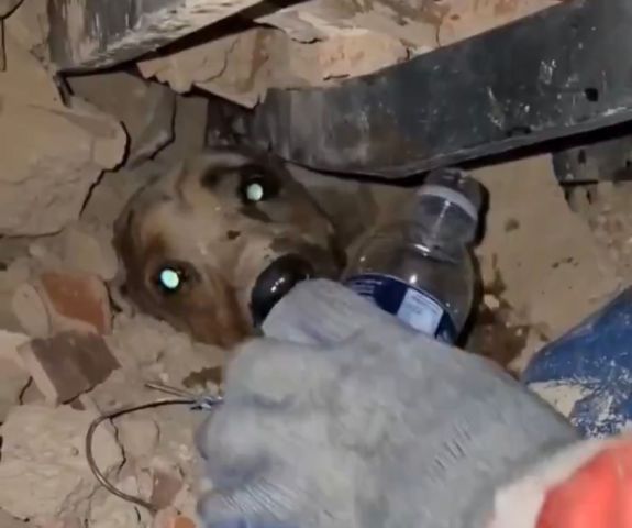 Cachorro é resgatado com vida dos escombros após terremoto devastar a Venezuela; VÍDEO
