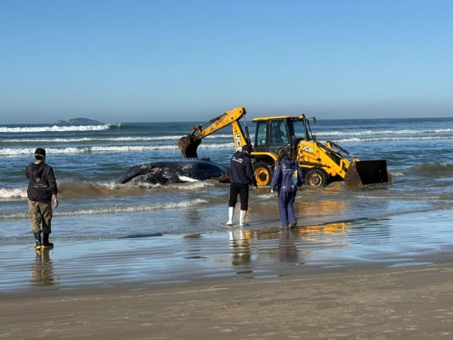 Baleia-jubarte é encontrada morta em praia de Imbituba