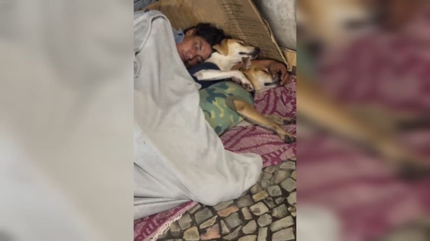 Vídeo de morador de rua dormindo abraçado a dois cães emociona nas redes sociais