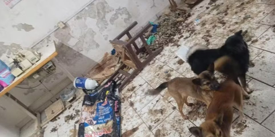 Cadeirante é encontrada abandonada em casa com urina, fezes e 30 animais vivos e mortos em SC
