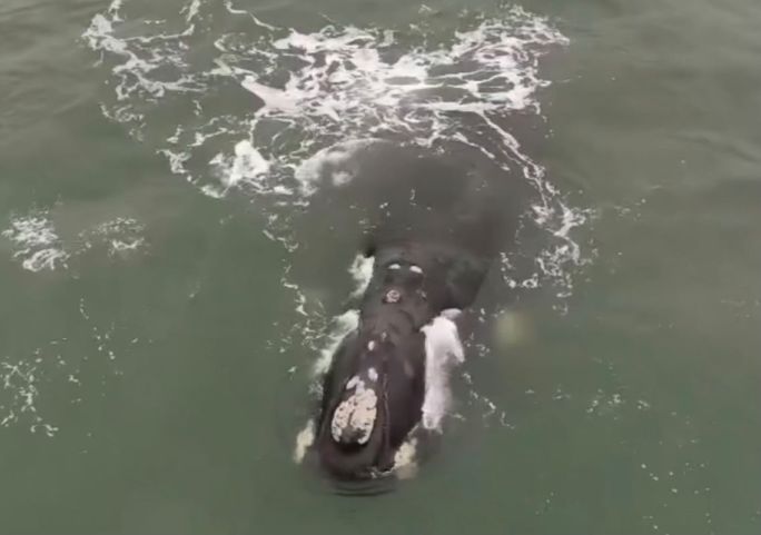(Vídeo) Baleia-franca dá espetáculo na Praia do Cardoso e encanta moradores e turistas