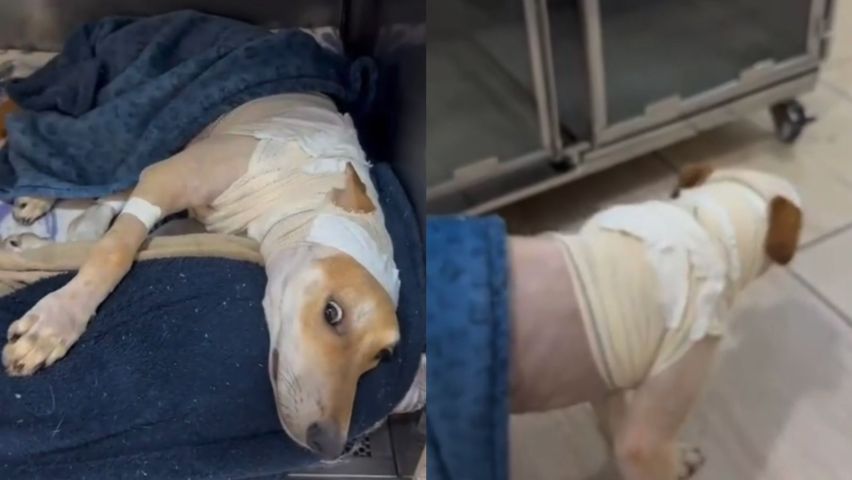 Cachorrinha resgatada com queimaduras e ferimentos causados por larvas se recupera em clínica de Tubarão; VÍDEO