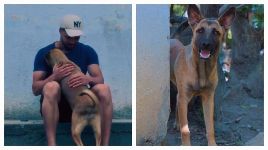 VÍDEO: Cãozinho de rua corre durante quase 30 quilômetros atrás dos futuros donos, antes de ser adotado