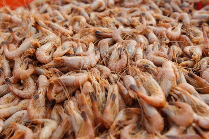 Pesca de camarão mais ‘falsificado’ do Brasil passa a ser regulamentada em SC
