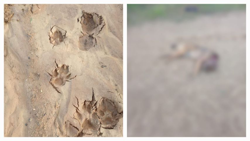 Mistério na Ilhotinha: cachorro é encontrado morto e pegadas de animal de grande porte intrigam moradores