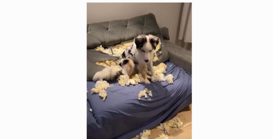 (Vídeo) Cachorro de cirurgiã-dentista de Tubarão faz arte, destrói sofá e diverte a web