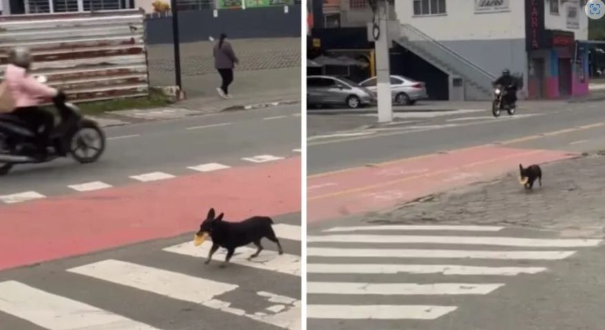 Cachorrinha que busca pastel todos os dias em terminal conquista SC e viraliza na internet