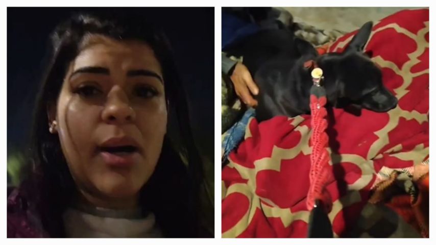 VÍDEO: Mulher viraliza ao buscar sua cachorra na rua durante a madrugada