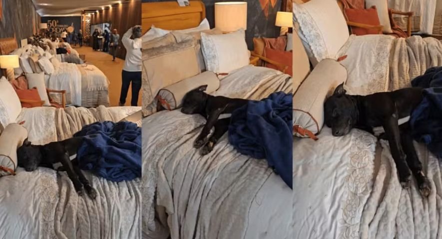 (Vídeo) Cachorro que vivia na rua escolhe cama em feira, vira atração e é adotado por expositor: 'Presente que ganhei'