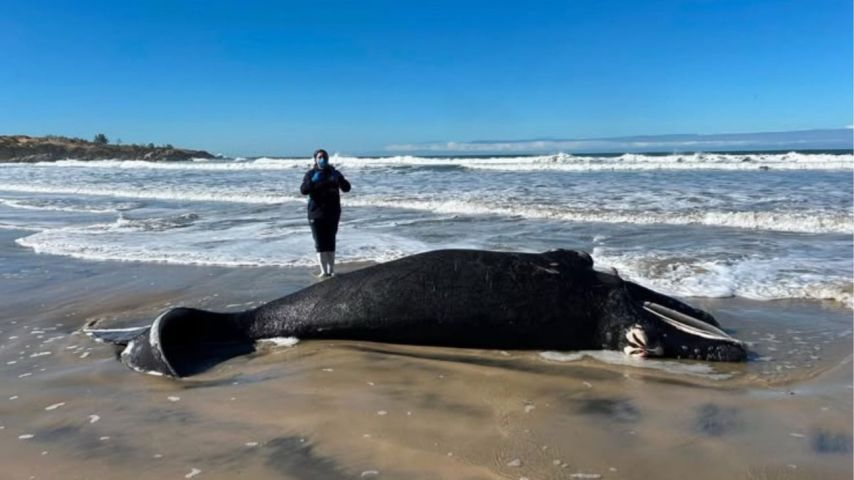 Filhote de baleia-franca é encontrado morto em praia de Imbituba