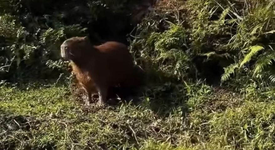 Vídeo registra capivaras pulando nas águas do Rio da Madre; assista