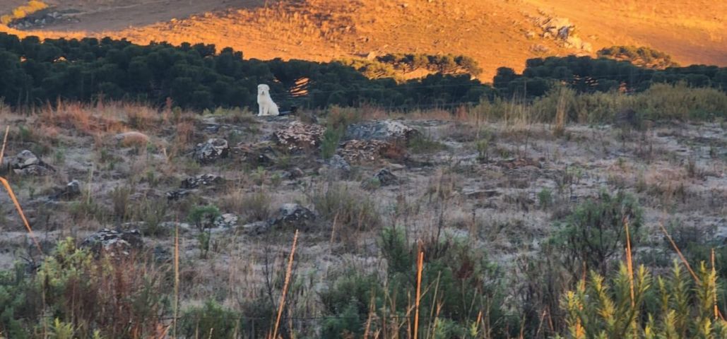 Frio intenso se despede com amanhecer de -5,2°C e Vale dos Caminhos da Neve coberto de geada em SC
