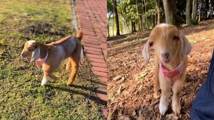 Cabrinha resgatada em SC vira parte da família e conquista milhares nas redes sociais; VÍDEO