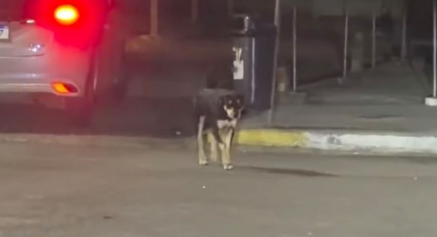 Homem busca cachorro em bar e rotina surpreende internautas: 'pessoal não acredita'