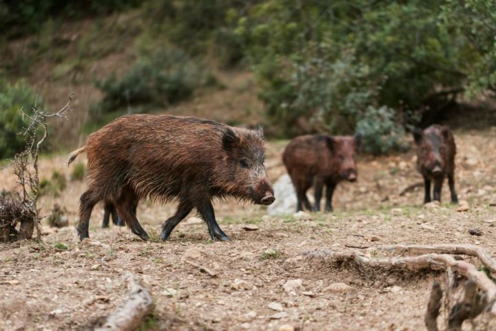 Lei aprovada na ALESC prevê R$ 100 por cada javali morto em Santa Catarina