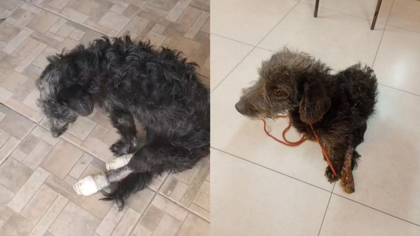 Cãozinho é atropelado, perde movimentos e passa uma semana se arrastando com dor em Tubarão