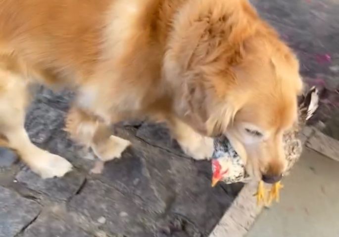 Golden retriever carrega galinha delicadamente na boca e vídeo viraliza nas redes sociais; VEJA