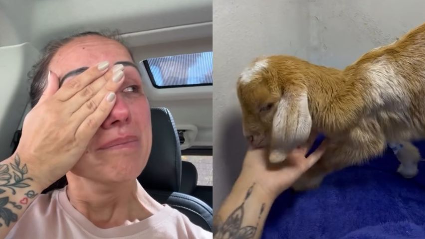 Cabrinha Cappuccina apresenta melhora após internação, mas segue sob cuidados veterinários; VÍDEO